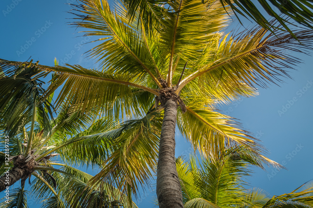 Cocos nucifera,Palmera cocotera o palma