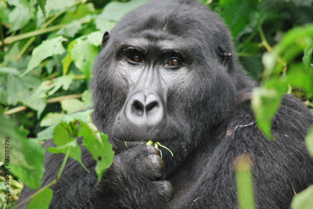 Mountain Gorilla, Bwindi, Uganda