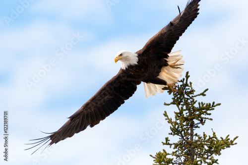 Bald Eagle taking Flight from Tree Top, Vancouver Island, Canada. 