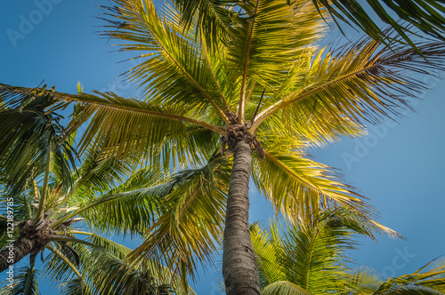 Cocos nucifera,Palmera cocotera o palma photo