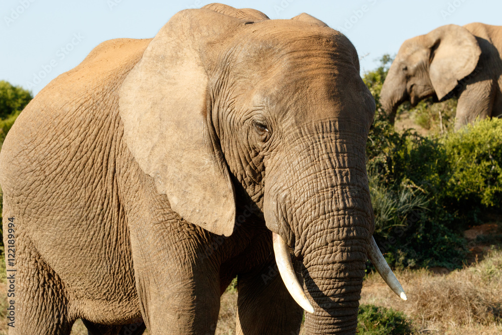 Obraz premium Way to Close - African Bush Elephant