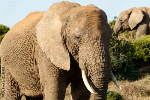 Way to Close - African Bush Elephant