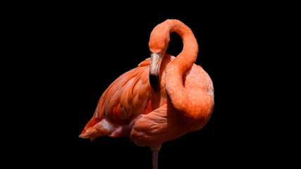 Poster Flamingo Flamingo tegen zwarte achtergrond  © bigmikephoto
