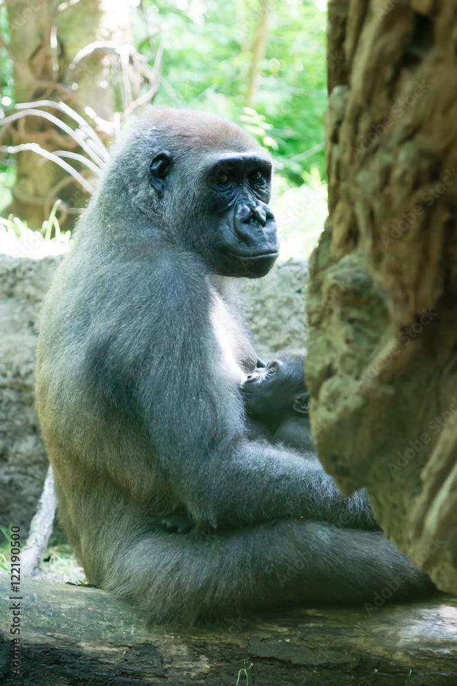 Fototapeta premium Mother gorilla nursing her baby
