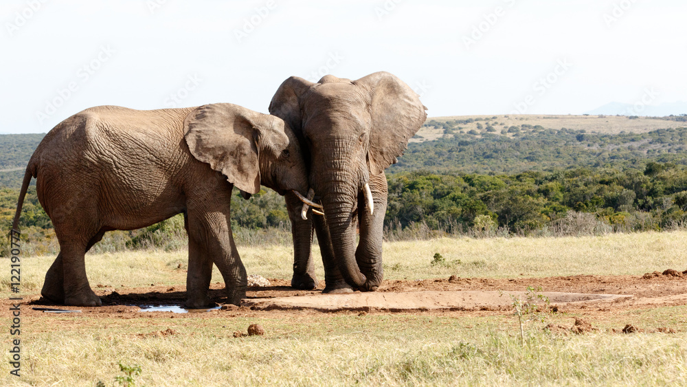 Obraz premium Road Blog Again - African Bush Elephant