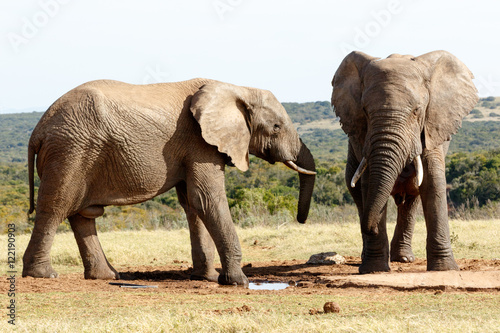 YES - African Bush Elephant