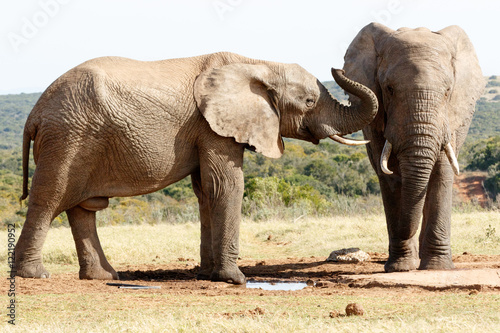 turn up your hearing aid - African Bush Elephant © Mark de Scande