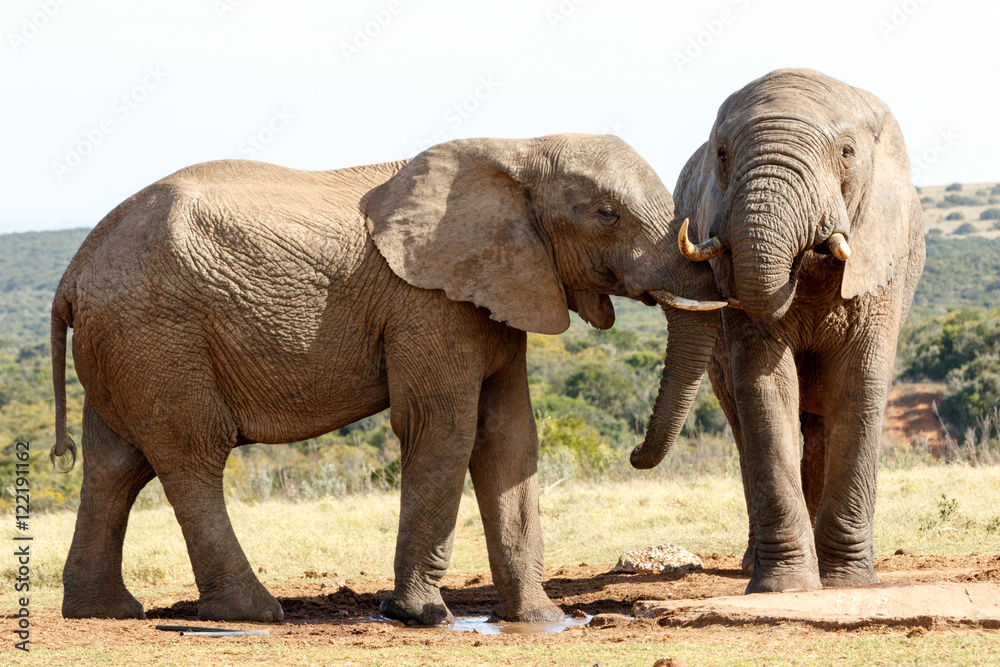 My brother from another mother - African Bush Elephant