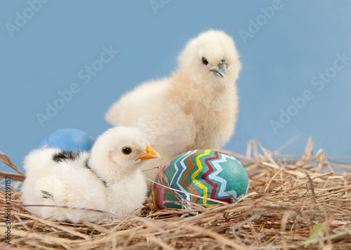 Canvas-taulu Two easter chicks with colorful painted easter egg, on blue background