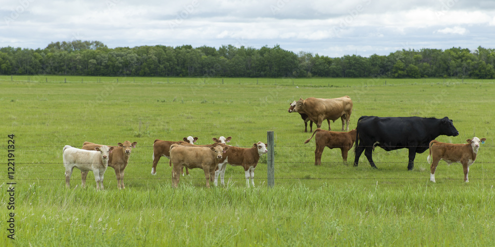 Herd of cattle in a field, Manitoba, Canada