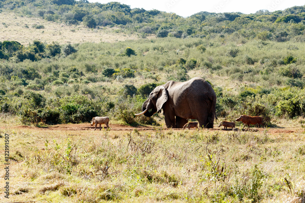 Fototapeta premium Friends - African Bush Elephant
