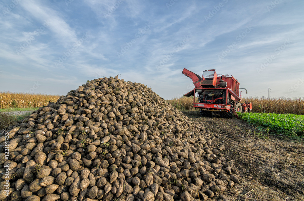 Fototapeta premium Pile of organic beet sugar at the field after combine harvesting with blue sky and clouds in background