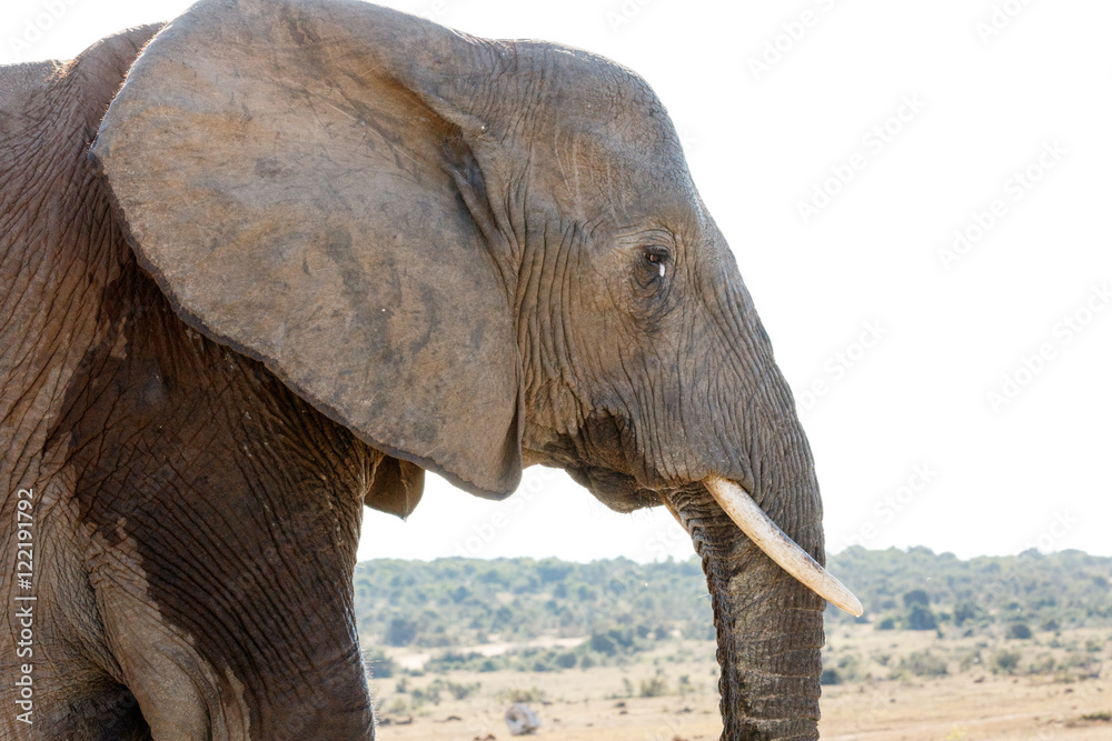 Fototapeta premium CRY - African Bush Elephant