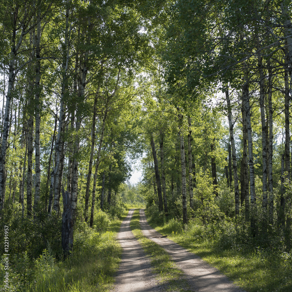 Naklejka premium Drzewa po obu stronach polnej drogi, Lake Audy Campground, Riding Mo
