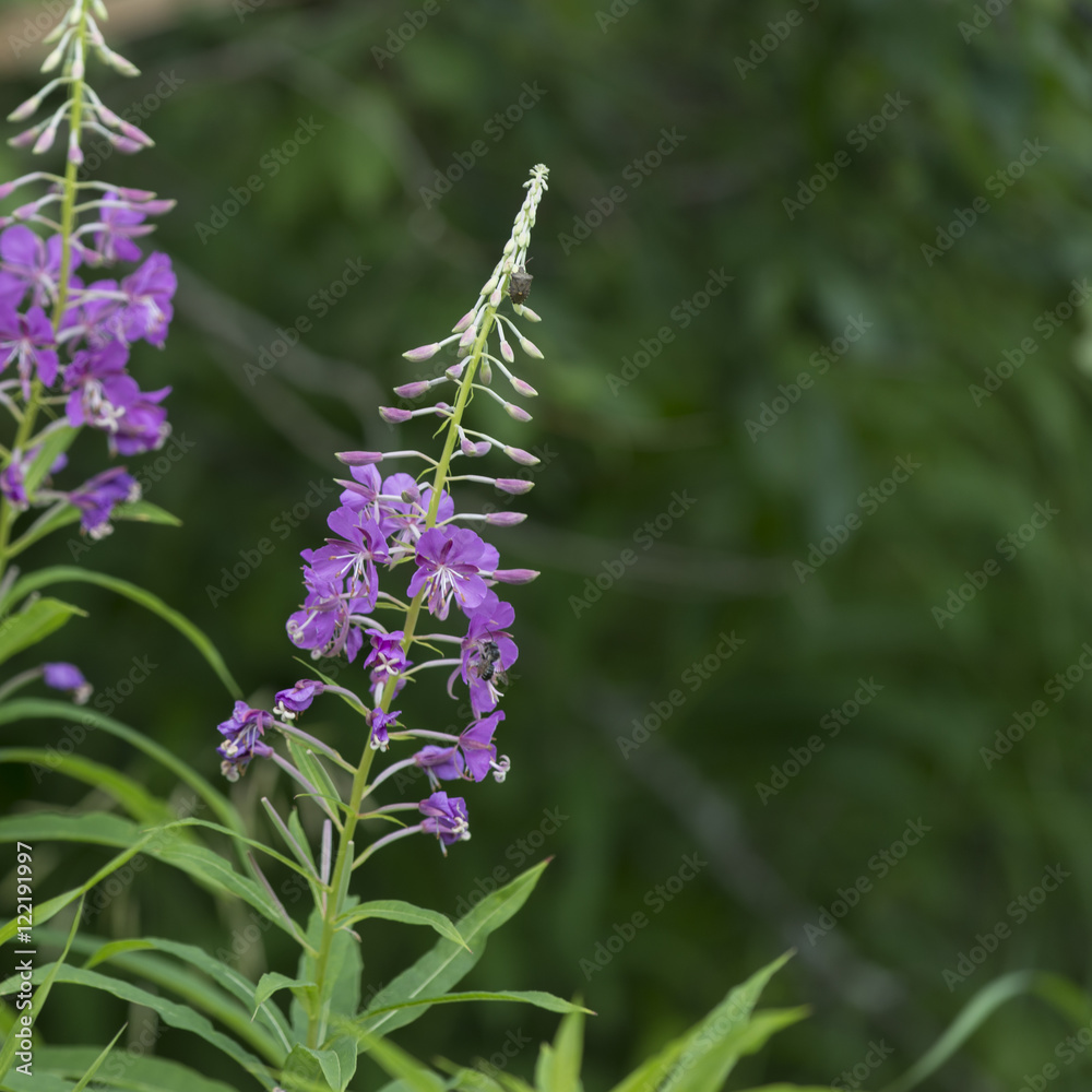 Obraz premium Closeup of wild flowers, Riding Mountain National Park, Manitob