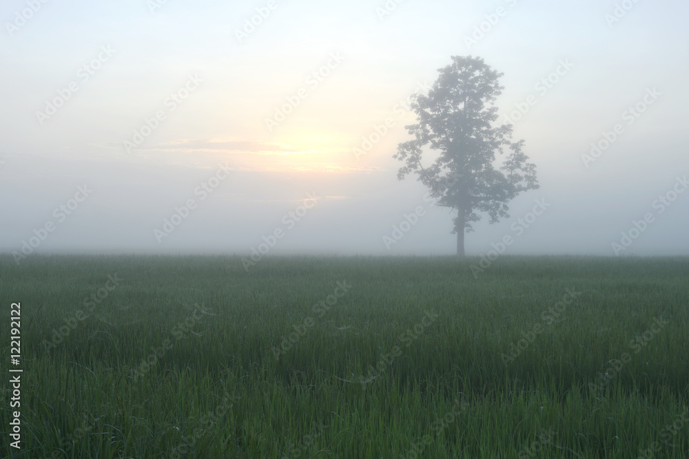 Obraz premium Rice field in the morning in Asia.
