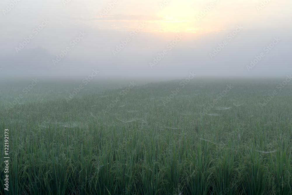 Rice field in the morning.