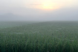 Rice field in the morning.