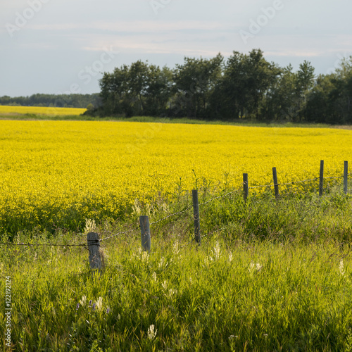 Crop in a field, Erickson, Riding Mountain National Park, Manito