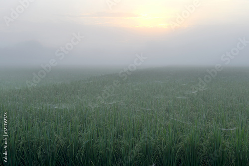 Rice field in the morning.