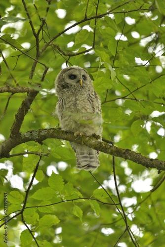 Barred Owl - Strix varia.  Young Barred owl perched on a tree branch.