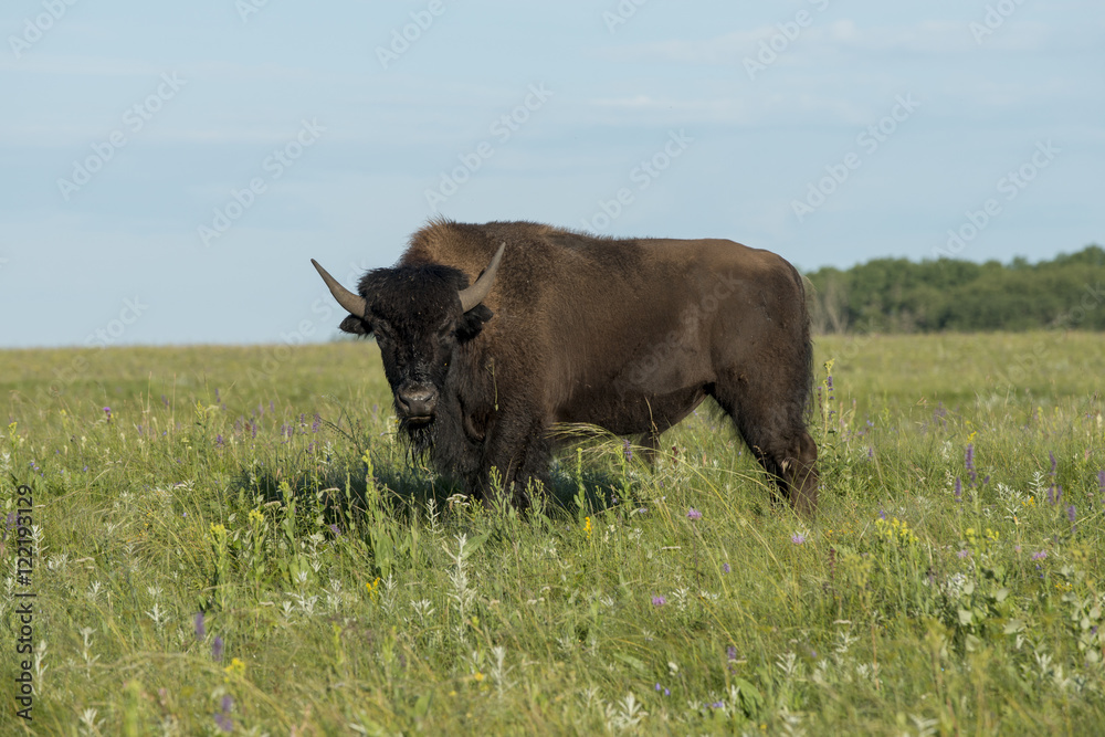 Bison standing in a field, Lake Audy Campground, Riding Mountain