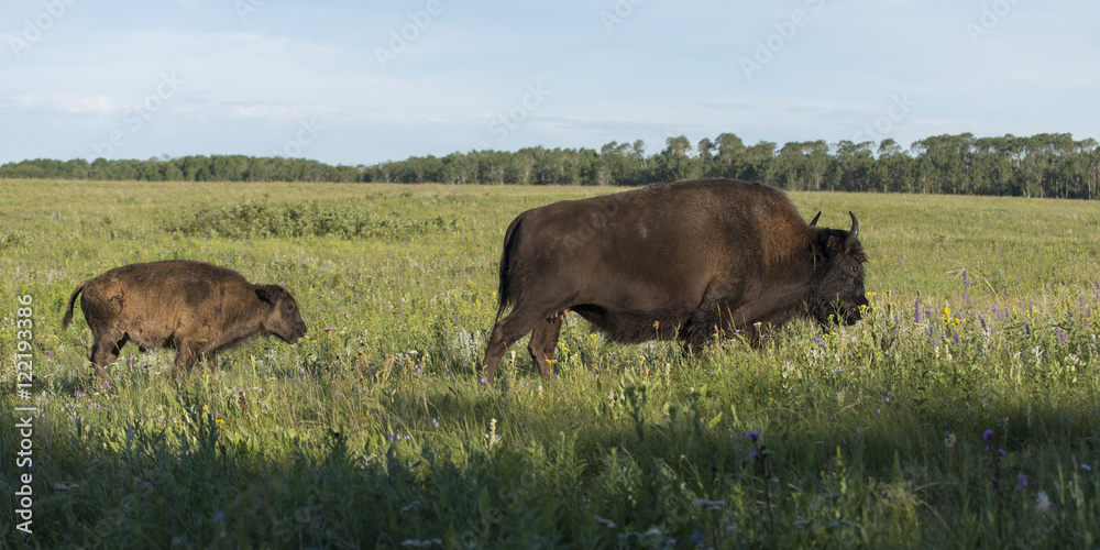 Bison walking in a field with its young, Lake Audy Campground, R