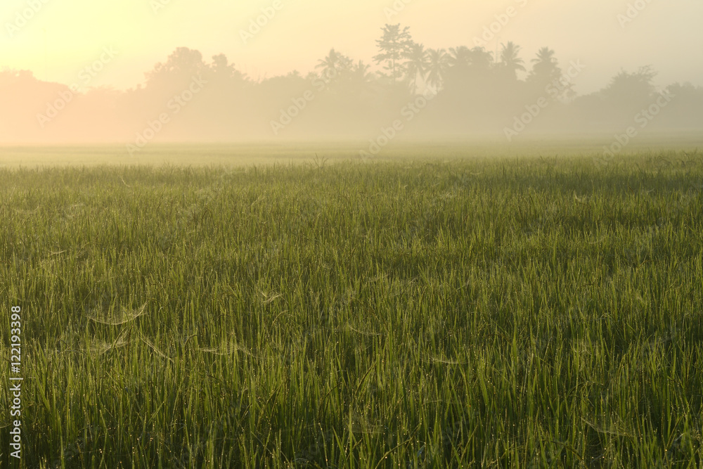 Sunrise on Rice field in the morning.