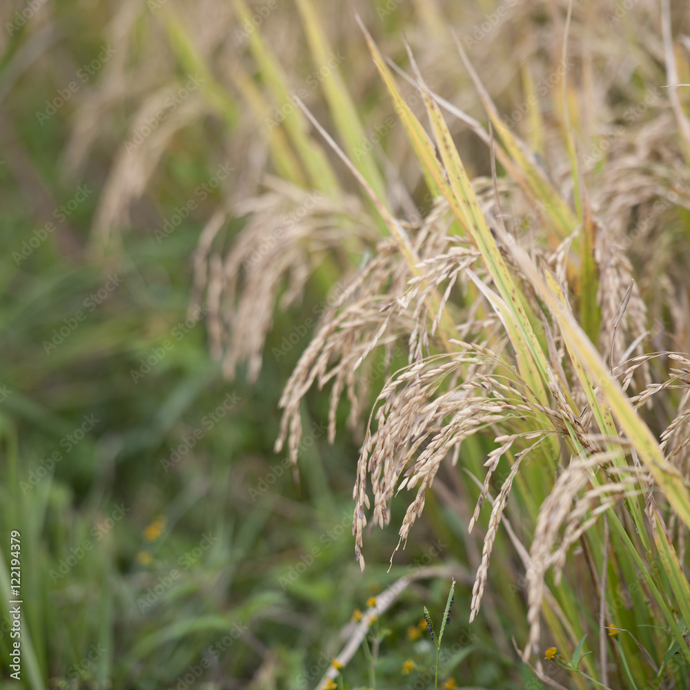 Close up of rice growing in Punakiha District, Bhutan Close up of rice growing in Punakiha District, Bhutan
