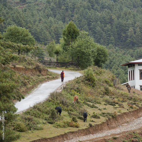 Monk walking along pathway near Gangte Goemba Monastery, Phobjikha Valley photo