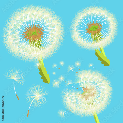 set of dandelions in the wind.  illustration