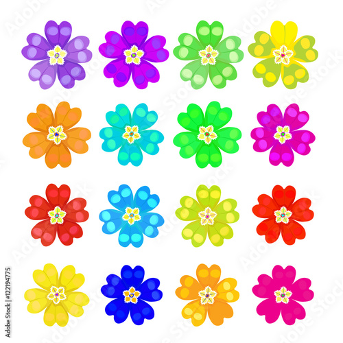 set of spring primrose - primula flowers.  illustration