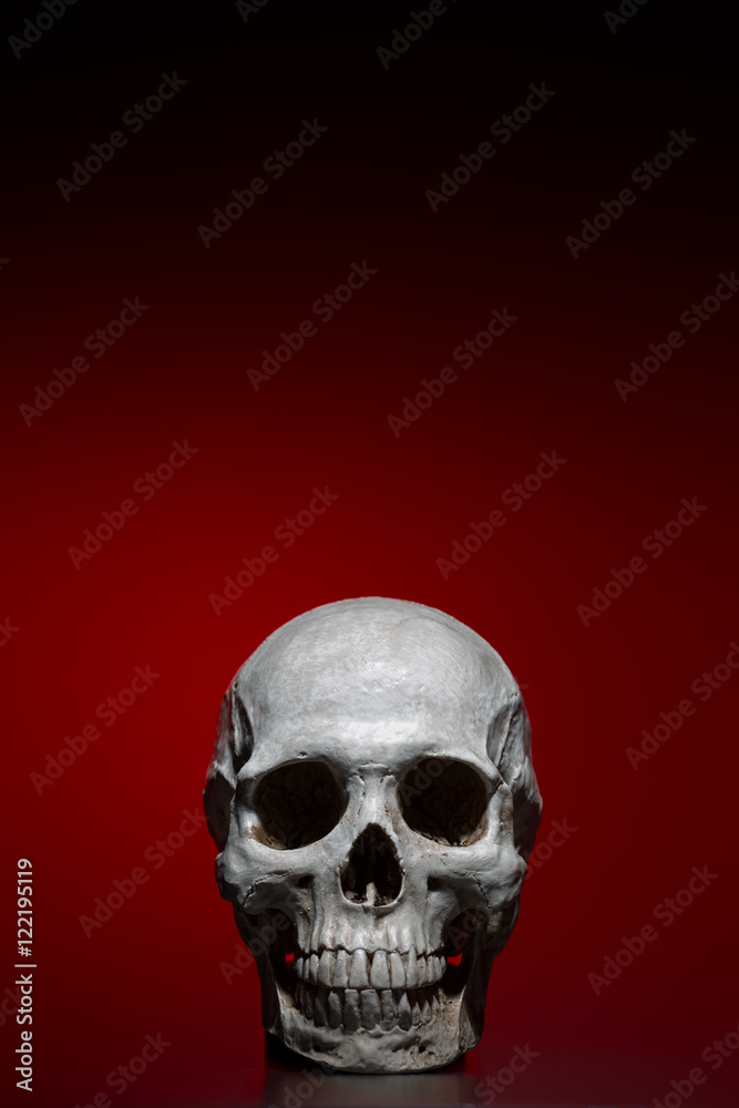 Fototapeta premium Human skull