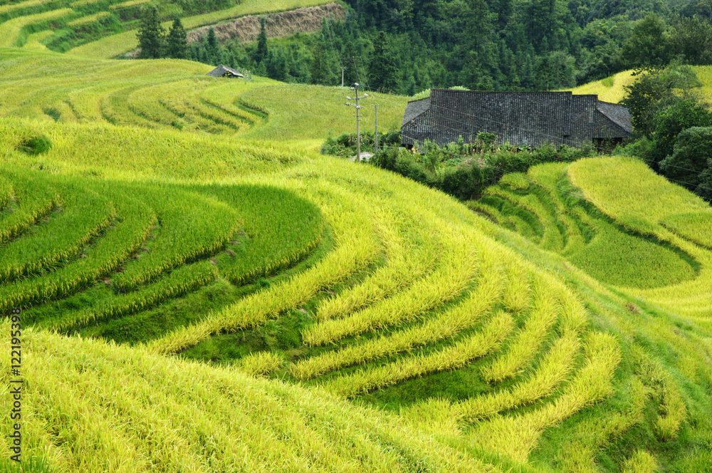 The terraced fields scenery in autumn
