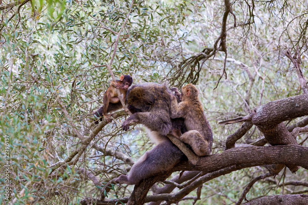 Fototapeta premium The Barbary macaque population in Gibraltar is the only wild monkey population in the European continent. Some three hundred animals in five troops occupy the area of the Upper Rock of Gibraltar.