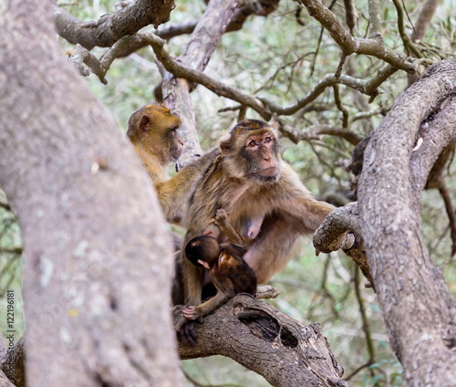 The Barbary macaque population in Gibraltar is the only wild monkey population in the European continent. Some three hundred animals in five troops occupy the area of the Upper Rock of Gibraltar.
