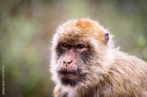 The Barbary macaque population in Gibraltar is the only wild monkey population in the European continent. Some three hundred animals in five troops occupy the area of the Upper Rock of Gibraltar.