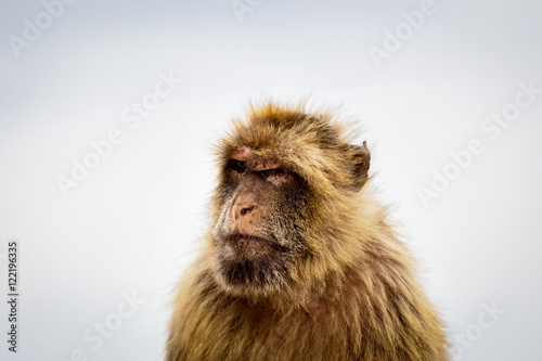 The Barbary macaque population in Gibraltar is the only wild monkey population in the European continent. Some three hundred animals in five troops occupy the area of the Upper Rock of Gibraltar.