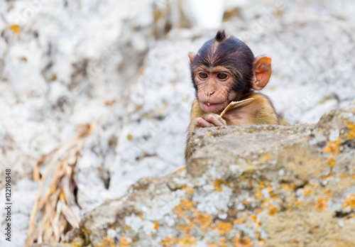 The Barbary macaque population in Gibraltar is the only wild monkey population in the European continent. Some three hundred animals in five troops occupy the area of the Upper Rock of Gibraltar.