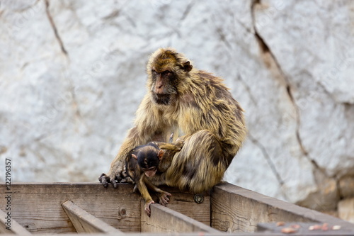 The Barbary macaque population in Gibraltar is the only wild monkey population in the European continent. Some three hundred animals in five troops occupy the area of the Upper Rock of Gibraltar.