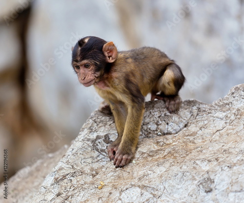 The Barbary macaque population in Gibraltar is the only wild monkey population in the European continent. Some three hundred animals in five troops occupy the area of the Upper Rock of Gibraltar.