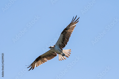 Osprey Flying  J.N.   Ding   Darling National Wildlife Refuge  S