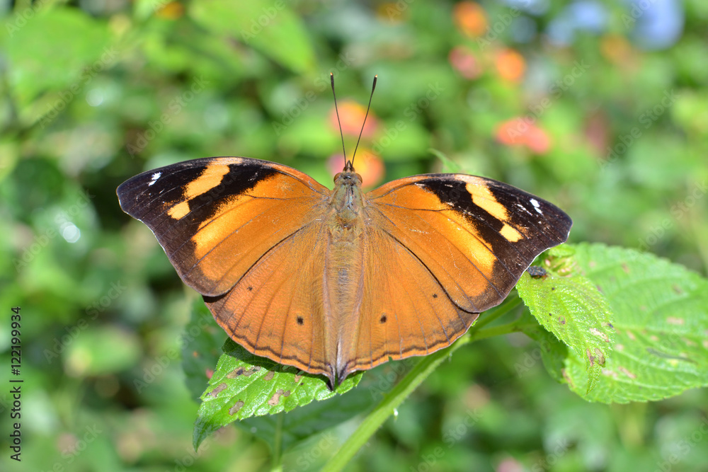 Obraz premium Wild Brown Butterfly