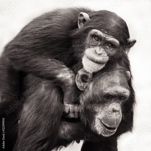 Chimpanzee Piggyback