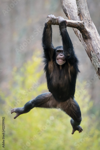 Swinging Chimp II photo