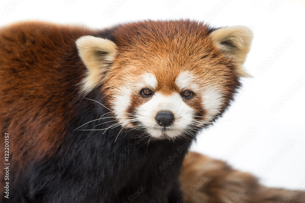 Red Panda XVI Red Panda XVI