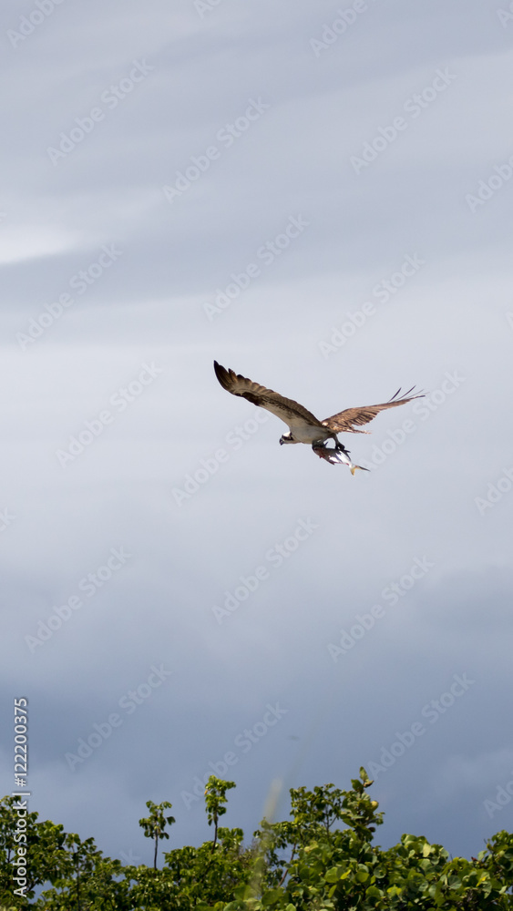 Osprey Flying with Fish, J.N. ''Ding'' Darling National Wildlife Osprey Flying with Fish, J.N. ''Ding'' Darling National Wildlife