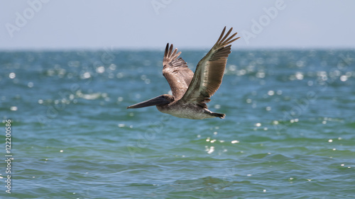 Brown Pelican Flying, J.N. ''Ding'' Darling National Wildlife Re
