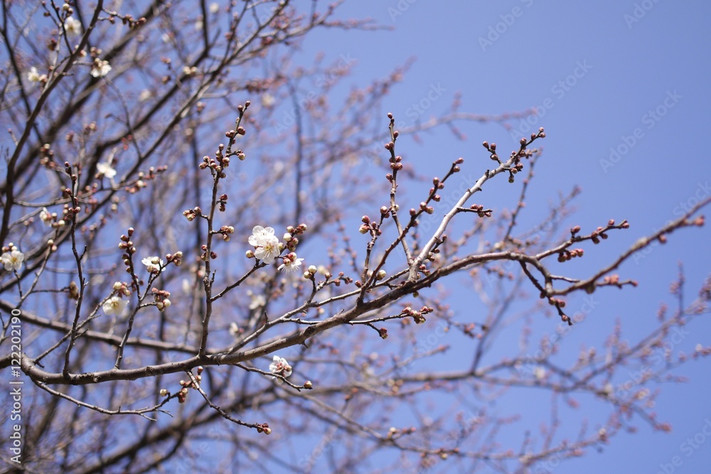 梅の花 梅の花