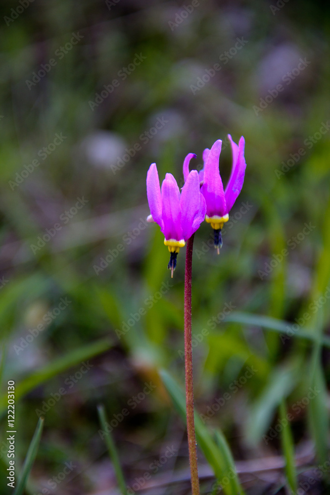 Fototapeta premium Shooting Star